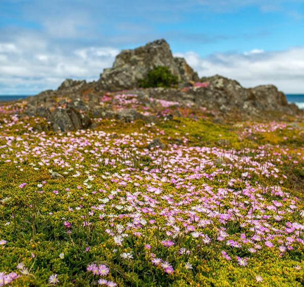 King Island Tourism 936 lo res